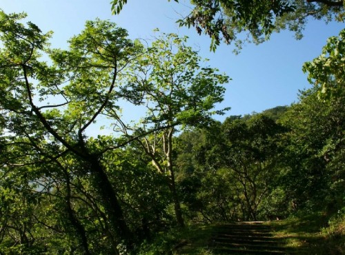 知本国家森林游乐区-榕蔭步道的山黃麻