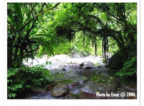 松羅國家步道-闊葉林中的樟楠類植物