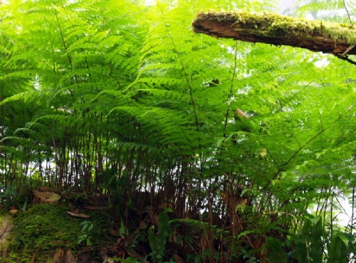 棲蘭森林遊樂區-蕨類植物