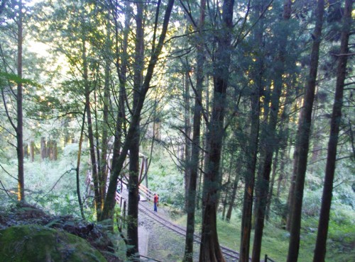 水山巨木步道-水山巨木步道