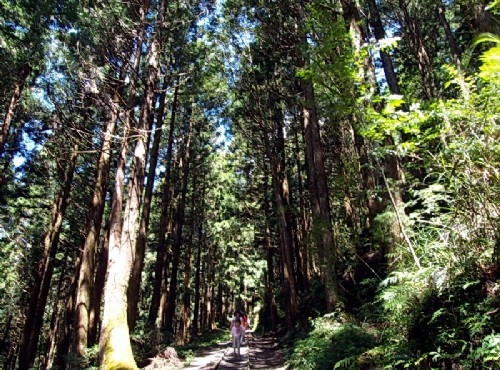太平山國家森林遊樂區-豐富的森林資源