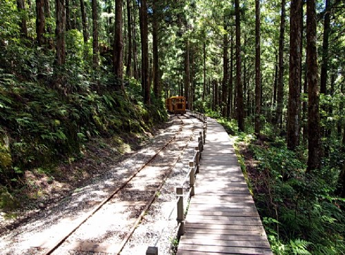 太平山國家森林遊樂區-茂密的林木