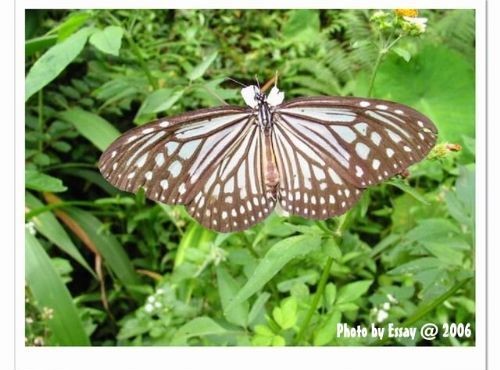 松羅國家步道-斑蝶