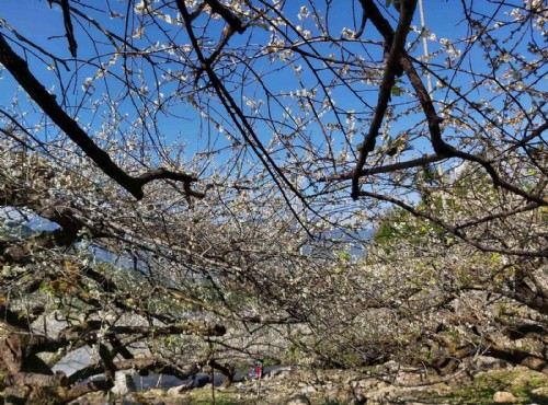 上安村觀光果園