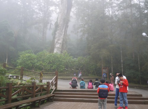 Xitou Nature Education Area (Xitou Forest Recreation Area)-溪頭神木區休憩處