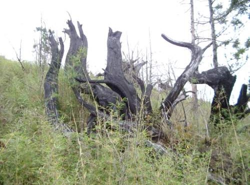 加羅湖-造型特殊的枯木