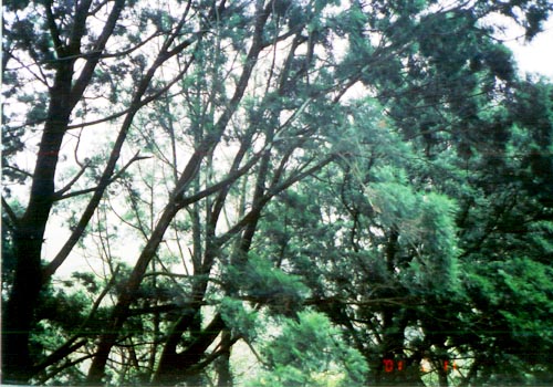 肖楠巨林群