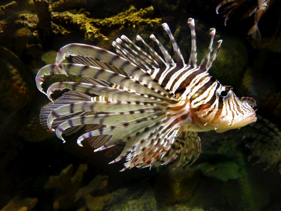 澎湖水族馆狮子鱼 摄影 澎湖水族馆