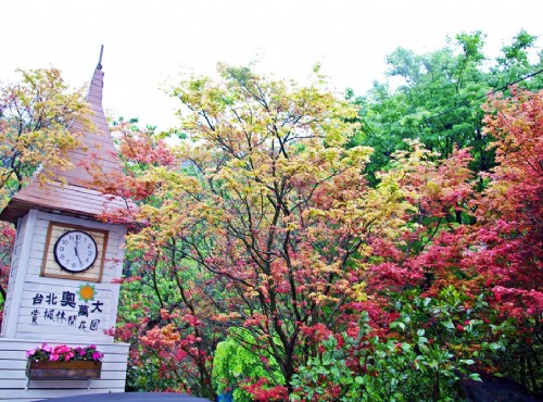 台北奧萬大的楓葉為日本青楓，每年約3-5月是最佳觀賞期 / Eva隨手拍