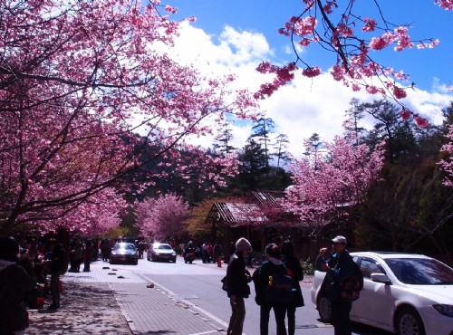 武陵櫻花季大多在春節期間/xcatx