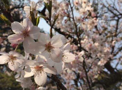 阿里山上遍植超過3000株櫻花 / May