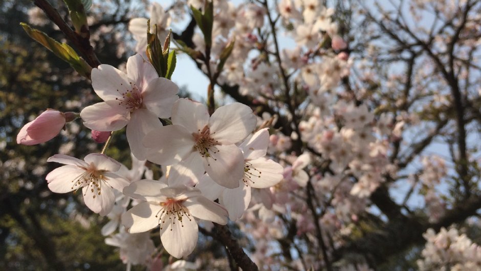 阿里山上遍植超過3000株櫻花 / May