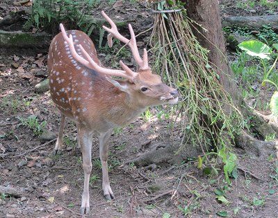 可愛的梅花鹿是台灣特有亞種，身上的斑點是特徵 黃儒永/提供