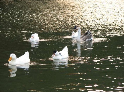 雁鴨科鳥類是大湖公園中白鷺湖不可或缺的主角 ©陳皮梅