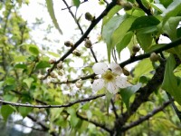 賞花必遊-桃園梅花、櫻花和彩色海芋季